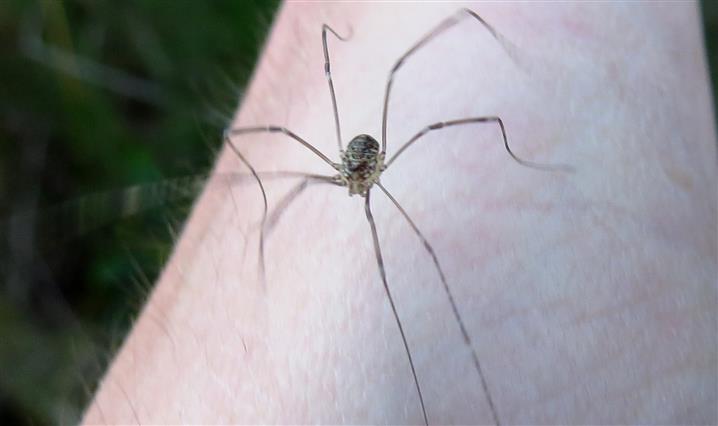 Leiobunum sp. (Sclerosomatidae)